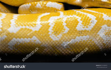 3,222 Albino python Images, Stock Photos & Vectors | Shutterstock