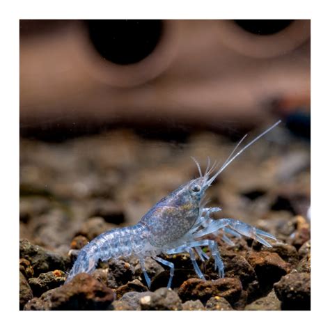 Dwarf Blue Crayfish