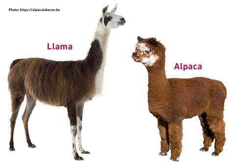 Diferença Entre Lhama E Alpaca