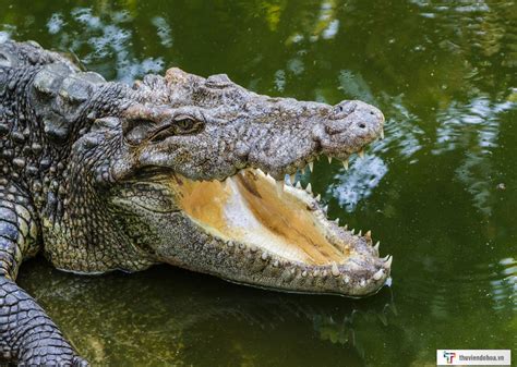 25 Hình ảnh con cá sấu chất lượng cao Crocodile