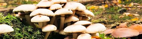 Lanatomie Des Champignons Klorane Botanical Foundation