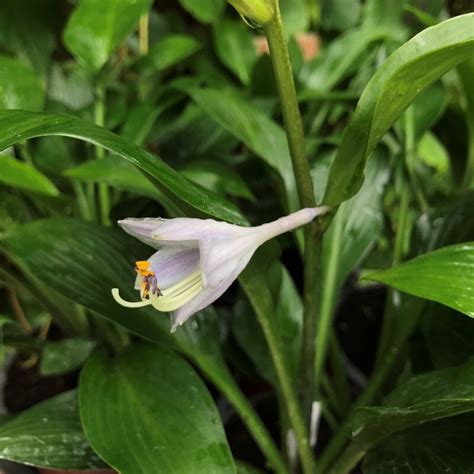 Hosta Devon Green árnyékliliom Florapont