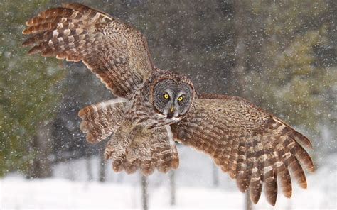 🔥 [50+] Winter Owl Desktop Wallpapers | WallpaperSafari