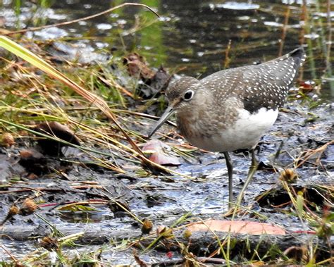 Solitary Sandpiper Ewa Guide To The Birds Of The Fells Massachusetts