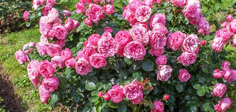 Rosiers Buissons Nos Conseils De Plantation De Taille Et Dentretien