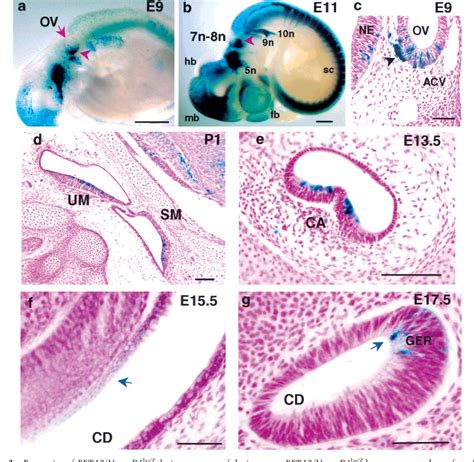 Structure of dorsal cochlear nucleus | Semantic Scholar