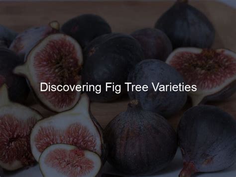 Discovering Fig Tree Varieties: A Stunning Visual Journey - Figgy Life