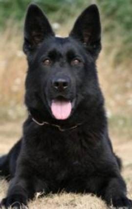 Big German Shepherds: German Shepherd Ddr