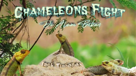 Keseruan Bunglon Di Alam Bebas Chameleon Fight YouTube