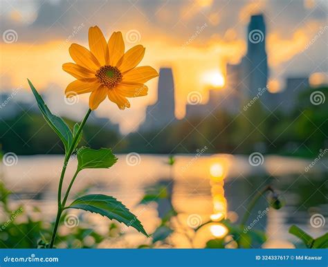 Yellow Flower Sunset Bokeh Cityscape Stock Illustration Illustration