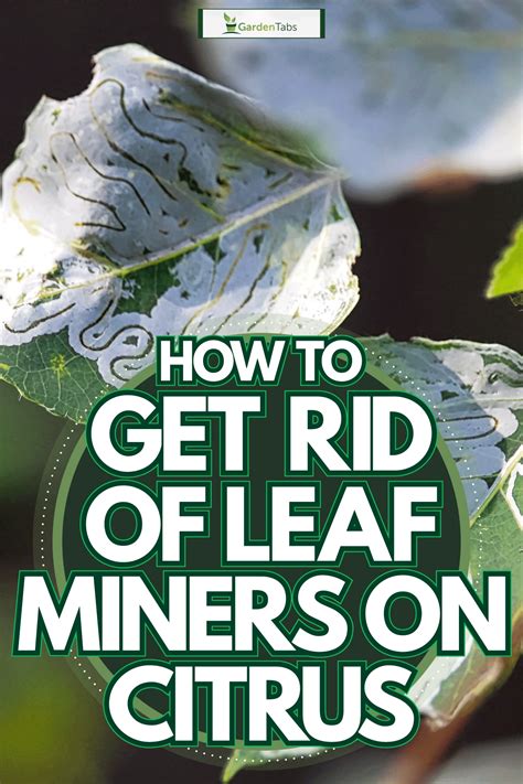 How To Get Rid Of Leaf Miners On Citrus