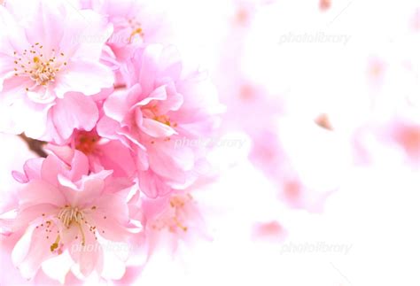 ピンク色した桜 写真素材 3031761 フォトライブラリー Photolibrary