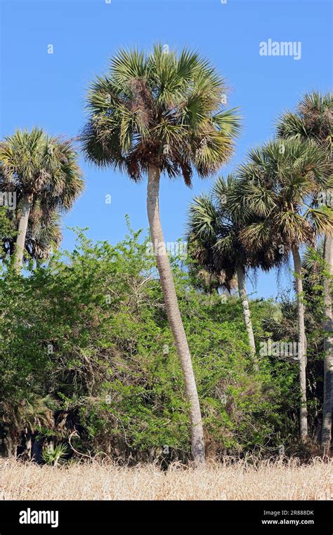 Cabbage Palm Myakka River State Park Florida USA Cabbage Palmetto