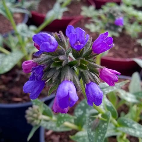 Pulmonaria Lonolia Roy Davidson Lungwort Roy Davidson