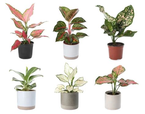 Plantas De Aglaonema Fotos De Stock Im Genes De Plantas De Aglaonema