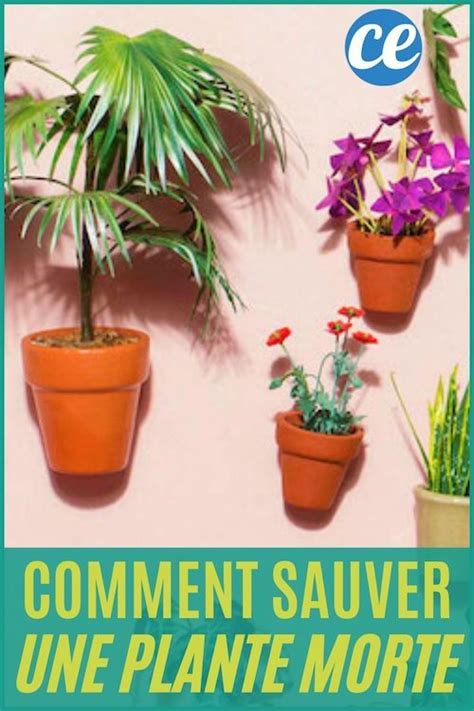 4 Secrets De Jardinier Pour Sauver Une Plante Morte Et La Faire