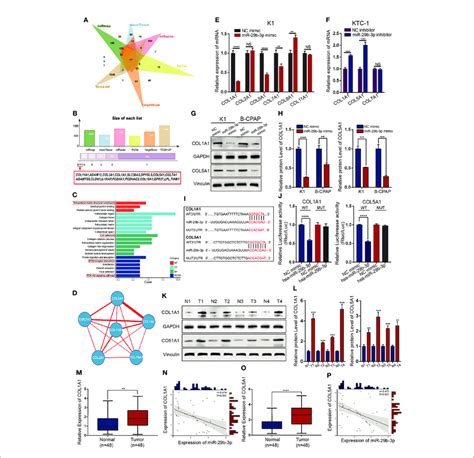 COL1A1 And COL5A1 As Direct Targets Of MiR 29b 3p In PTC Tissues A