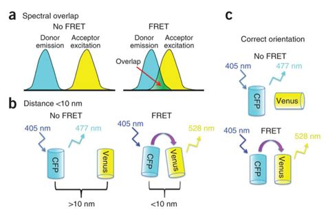 荧光共振能量转移FRET 轻寒の博客