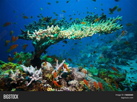 Coral Reef Branching Image & Photo (Free Trial) | Bigstock