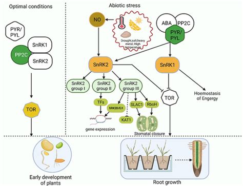 Full Article Aba Activated Snrk2 Kinases An Emerging Role In Plant Growth And Physiology