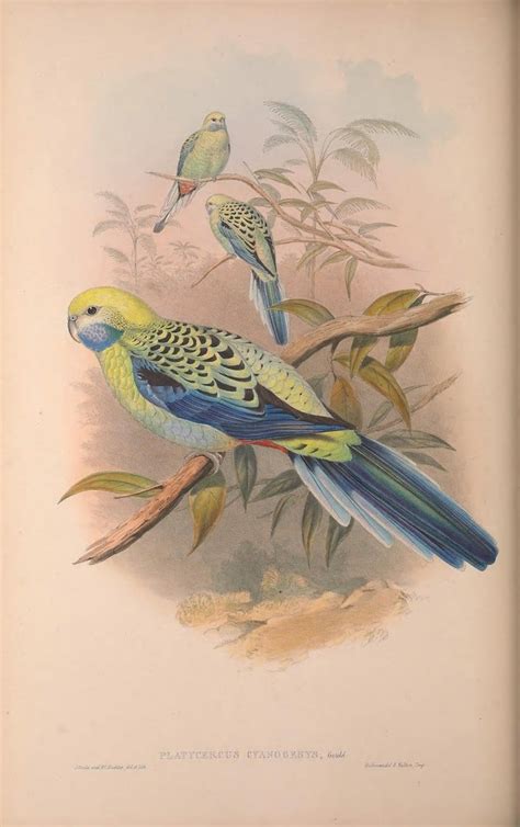 Victorian Bird Drawings At Explore Collection Of