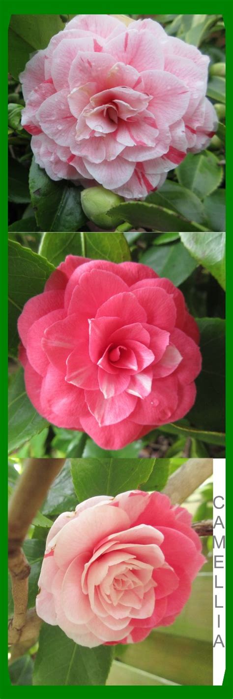 Solve Camellia Flowers In One And The Same Shrub Jigsaw Puzzle