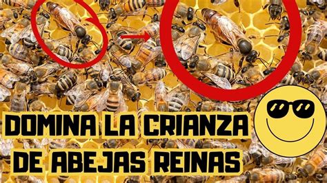 Como Criar Abejas Reinas Cria De Abejas Reinas Youtube