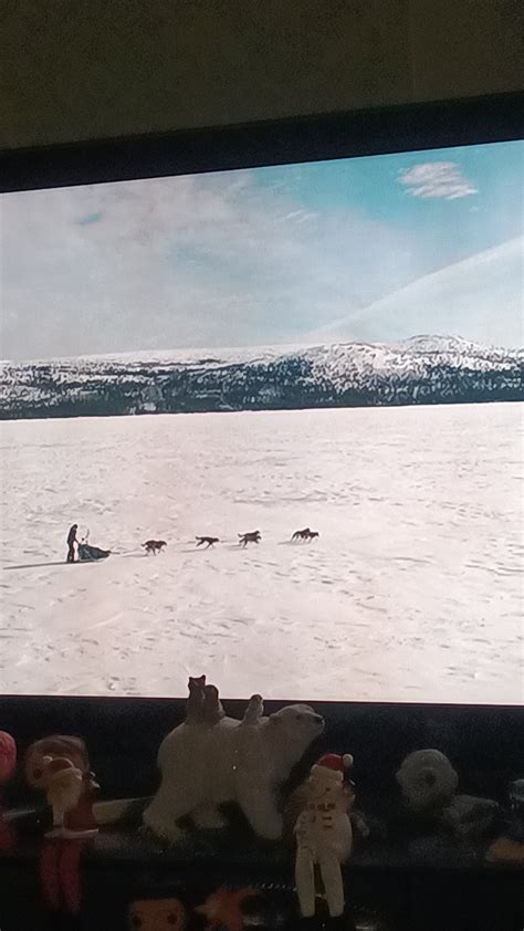 Gordon Buchanan On Twitter Anyone Watching Snow Dogs With Their Pooch