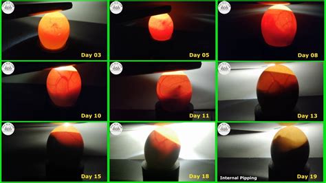 Understanding The Development Of Fertilized Chicken Eggs Through Daily