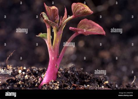 POTATO SEEDLING WHITE SWEET SOLANUM TUBEROSUM Stock Photo Alamy