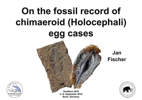 (PDF) On the fossil record of chimaeroid (Holocephali) egg cases