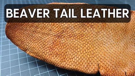 Beaver Tail Leather For Leather Working Youtube