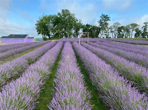 Stunning Flower Farms In New Jersey Days Out On The Farm