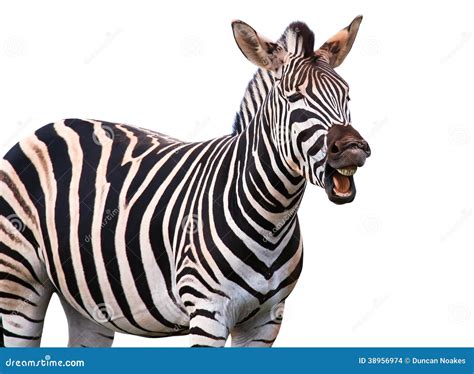 Shouting Or Laughing Zebra Stock Photo Image Of Herbivore 38956974