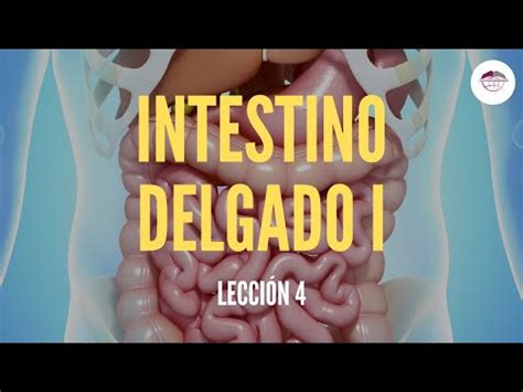 Diferencias Entre El Intestino Grueso Y El Intestino Delgado Todo