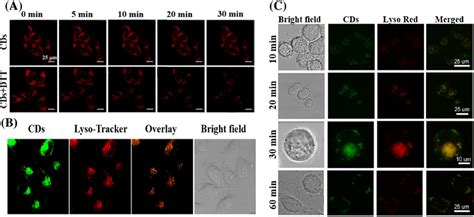 A Clsm Images Of Hela Cells Treated With Cds And Cds Dtt Reproduced