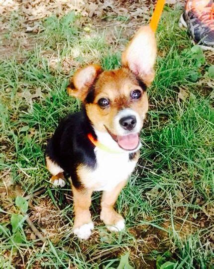 Corgi terrier mix puppy | Corgi terrier mix, Corgi, Terrier mix