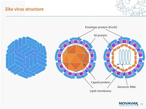 16 Zika Virus Structure Envelope Protein EnvD M Protein Genomic RNA