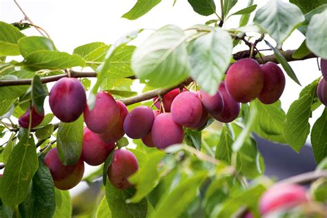 How To Grow A Plum From Seed Storables