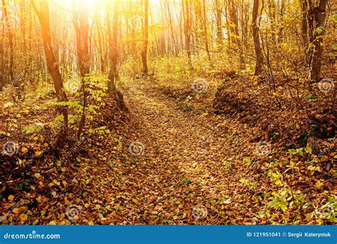 Paisagem Da Floresta Ensolarada Brilhante Do Outono Folha E A Fuga