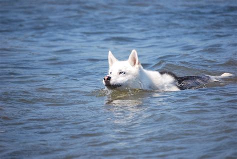 Do Husky Dogs Like To Swim