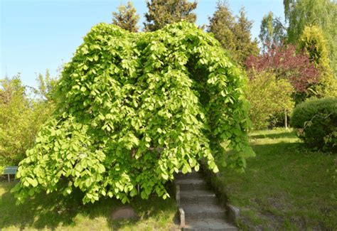 How To Identify Types Of Elm Trees By The Leaves And Barks