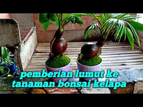 Cara Mudah Pemberian Lumut Ke Media Tanam Bonsai Kelapa Youtube