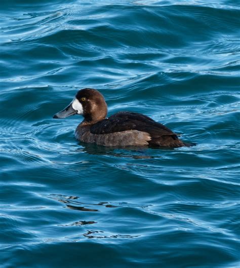 Identification of 9 Diving Duck Species: A Photographic Guide | Miles Hearn