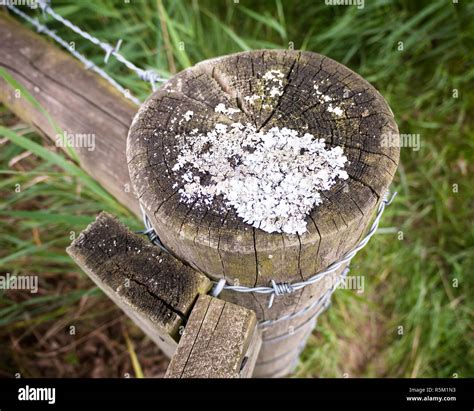 Strange White Moss Fungus Growing On A Wooden Post Countryside Outside