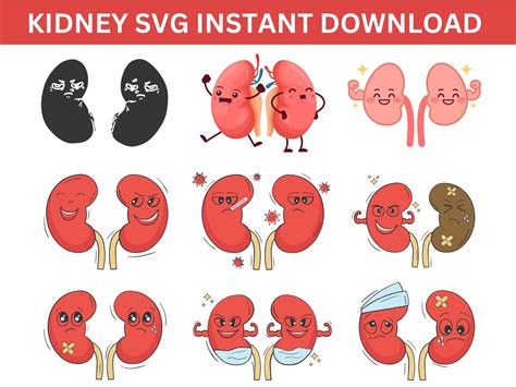 Kidney Svg Bundle, Kidney Clipart for Cricut, Kidney Silhouette, Kidney