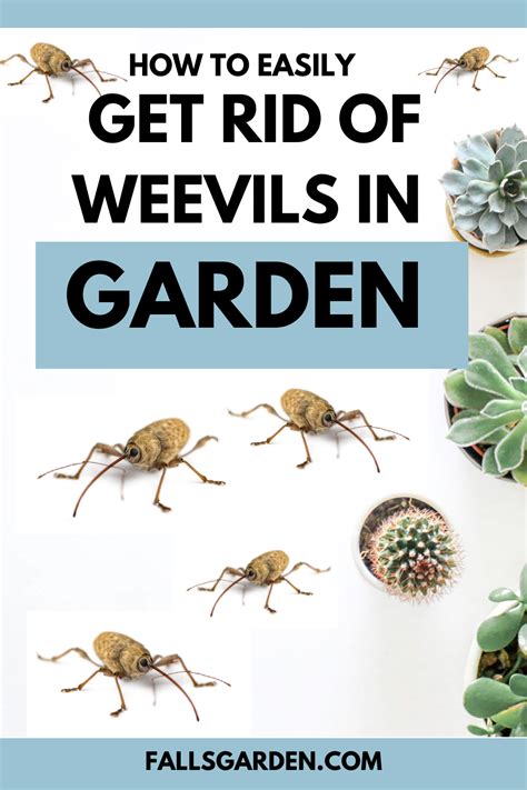 How To Get Rid Of Weevils In Garden Fasci Garden