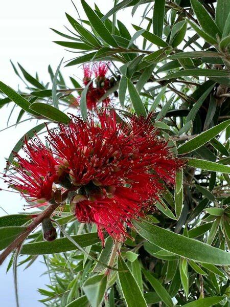 Callistemon Viminalis Captain Cook Stam 40 50 Cm Gardenpalms