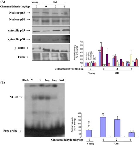 Effect Of Cinnamaldehyde On NF JB Activation A Western Blot Was