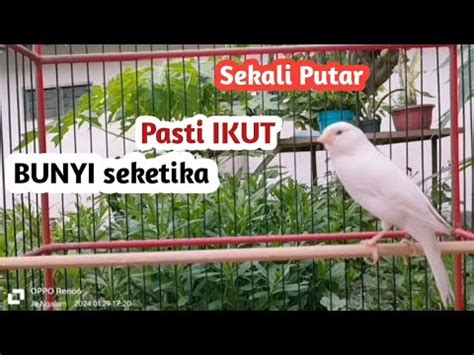 Masteran Suara KENARI Gacor Ngerol Panjang Ini Mampu Membuat Kenari